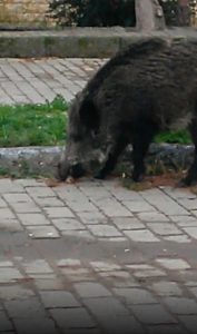 Aç kalan domuzlar ünlü tatil merkezinde sokaklara indi