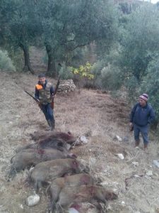 Aydın’da avcılar domuzla mücadele sezonu başlatıldı