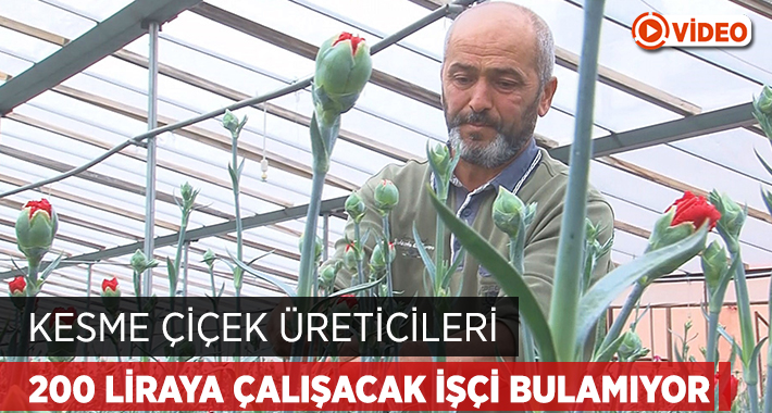 Türkiye’nin kesme çiçek üretimininde