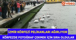 İzmir Körfezi Pelikanları Ağırlıyor