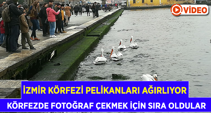 İzmir Kuş Cenneti’ndeki kuş
