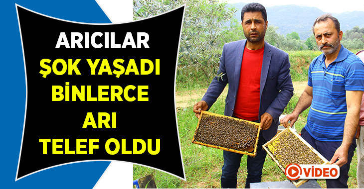 Türkiye’nin en önemli arı