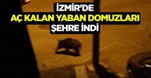 İzmir’de aç kalan yaban domuzları şehre indi