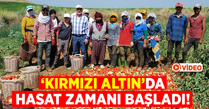Türkiye'nin en önemli domates