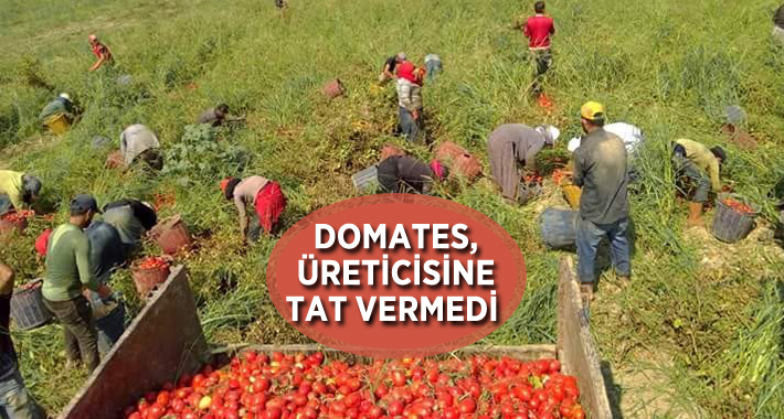 Türkiye’nin domates üretim merkezleri