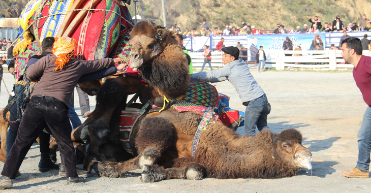  Türkiye’de deve güreşlerinin