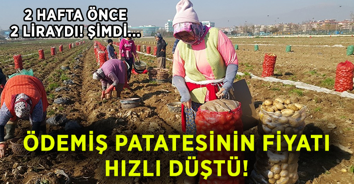 Türkiye’nin önemli patates üretim