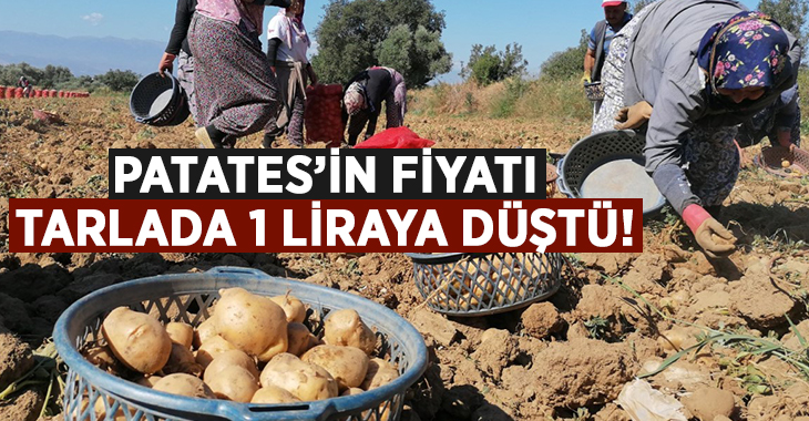  İzmir’in patates üretimi