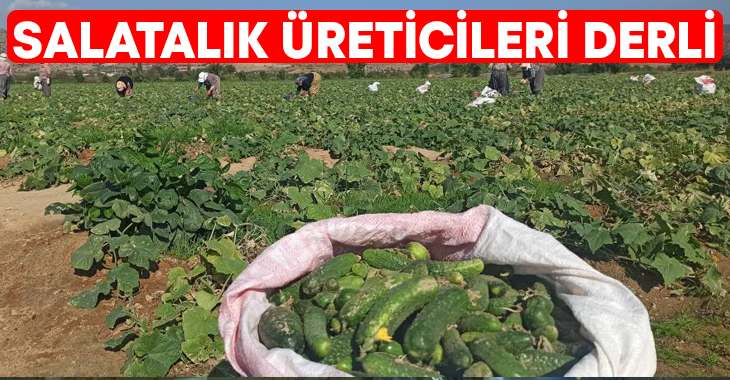 İzmir'in Ödemiş ilçesindeki salatalık