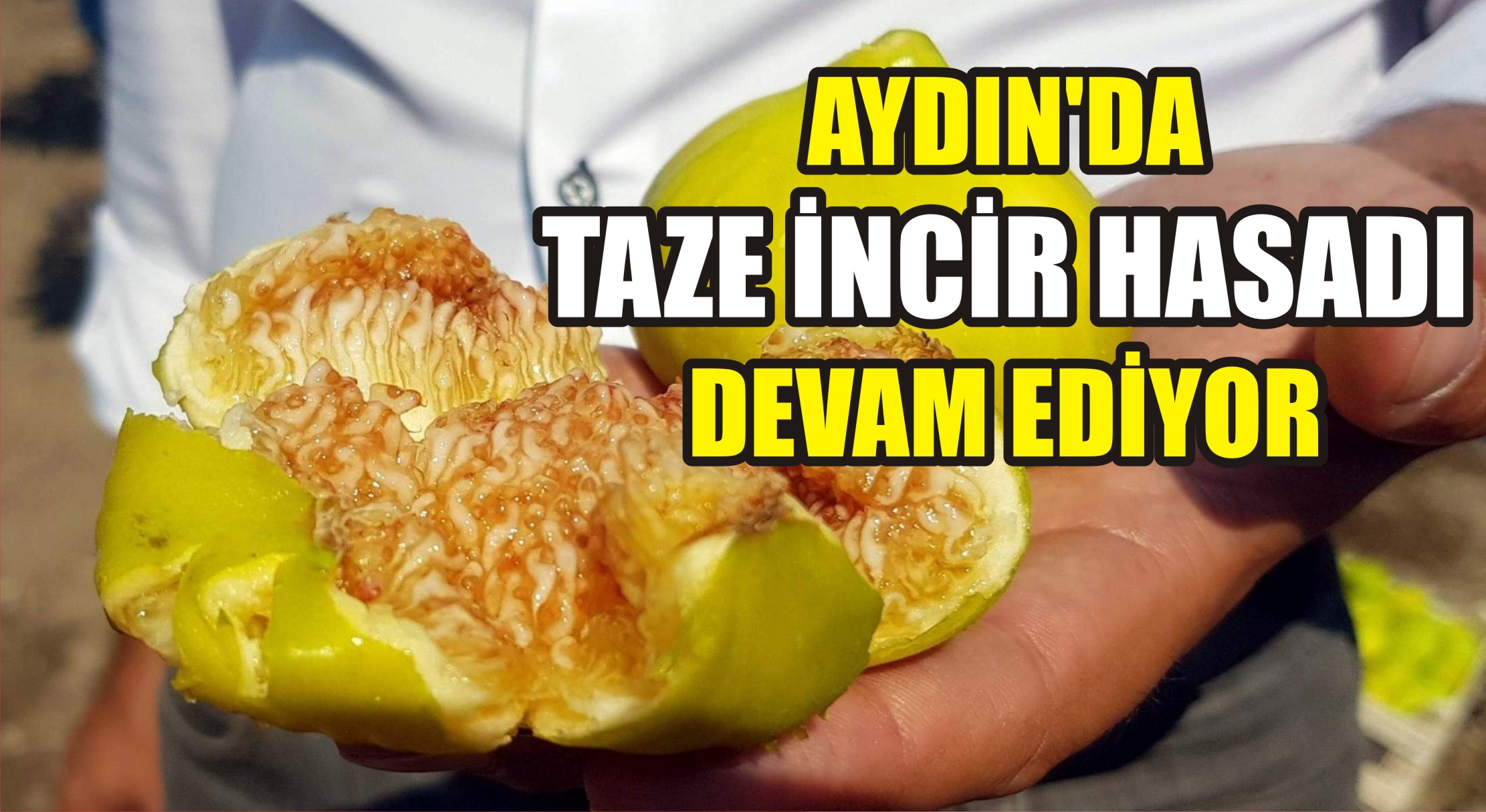 Türkiye’de incir üretimi ile