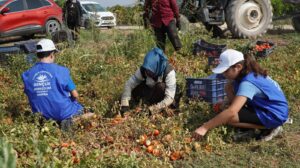 Gönüllü gençler domates tarlasında hasat yaptı