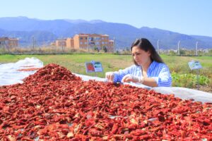 Honaz’ın ata tohumu domatesleri kurutularak değerlendiriliyor