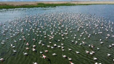 Flamingolar bu yıl da Eber Gölü’nde geçici olarak konakladı