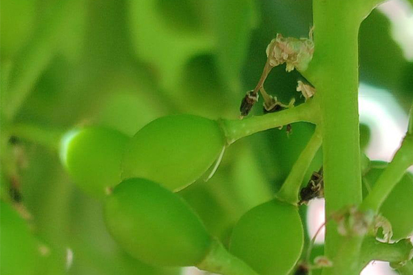 Manisa’nın Salihli ilçesindeki Tarım ve Orman Müdürlüğü, üzüm üreticilerini salkım