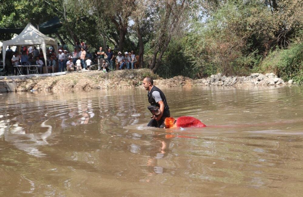 Denizli’nin Çal ilçesinde 852 yıllık sudan koyun geçirme ve çoban