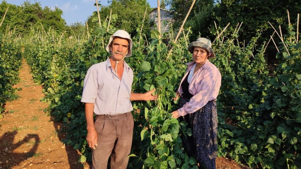 Denizli’nin Çameli ilçesinde tamamen organik yöntemlerle yetiştirilen coğrafi işaretli sırık