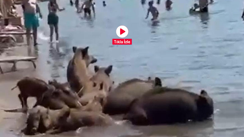 Muğla’nın gözde turizm merkezlerinden Marmaris’te, alışılmadık bir manzara yaşandı. Yaban