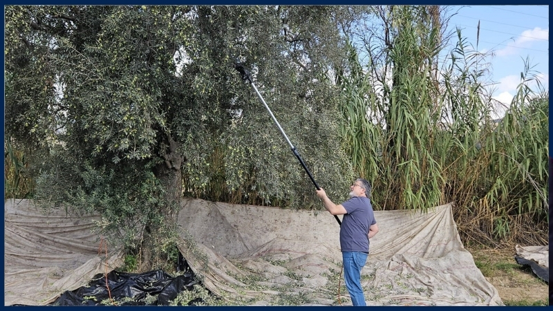 Türkiye'nin en önemli zeytin ve zeytinyağı üretim merkezleriniden bir olan