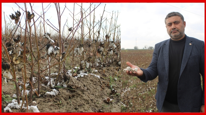 Aydın’ın İncirliova ilçesinde dün etkili olan dolu yağışı, pamuk tarlalarında