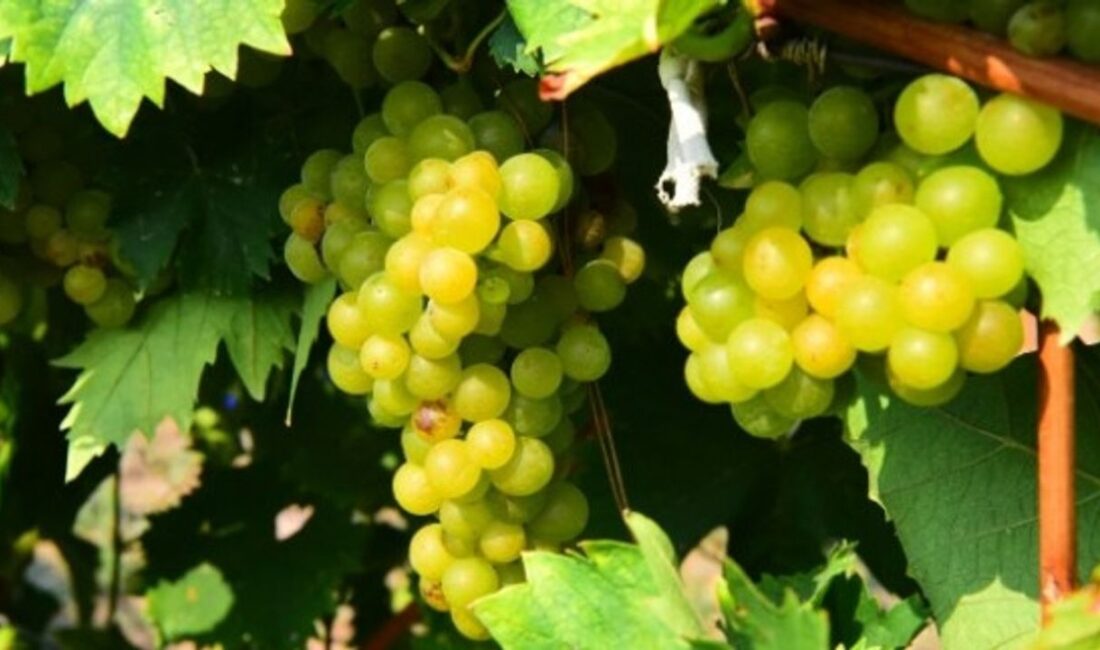 Bornova Belediyesi, Işıkkent’teki 9 dönümlük atıl alanı Misket Üzümü bağına