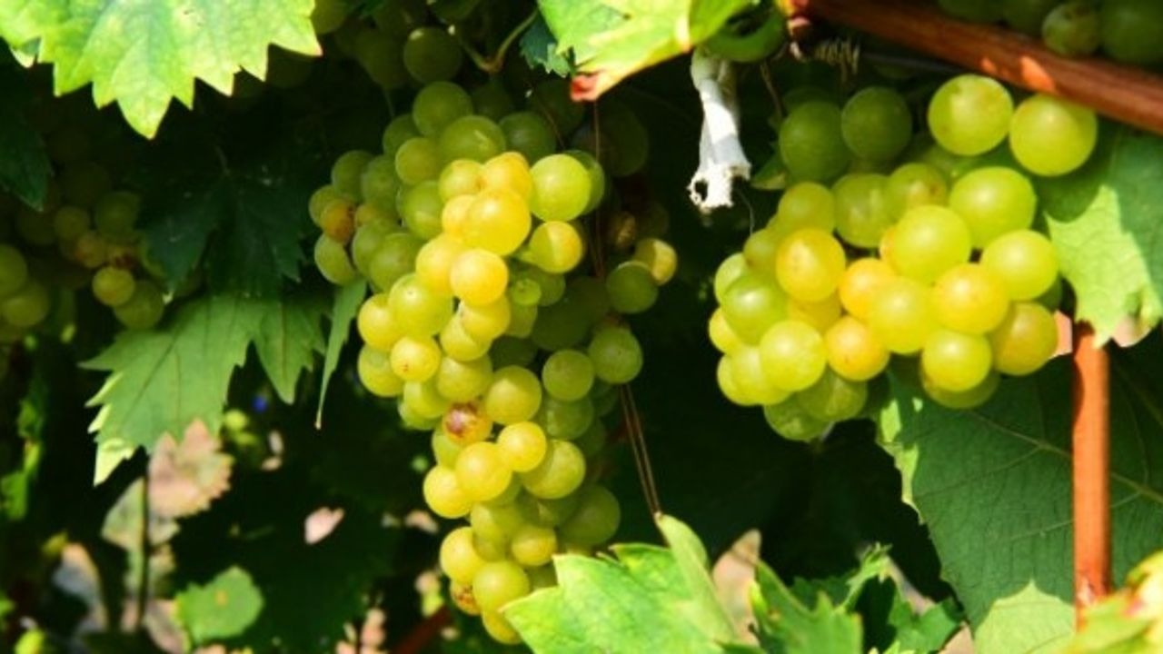 Bornova Belediyesi, Işıkkent’teki 9 dönümlük atıl alanı Misket Üzümü bağına