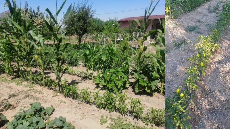 Efes Selçuk Belediyesi bünyesinde faaliyet gösteren Efes Tarlası Yaşam Köyü,