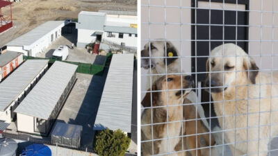 Bayraklı Belediyesi; sokak hayvanlarının daha sağlıklı ve güvenli koşullarda yaşamlarını