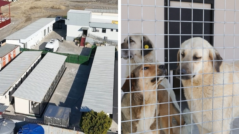 Bayraklı Belediyesi; sokak hayvanlarının daha sağlıklı ve güvenli koşullarda yaşamlarını