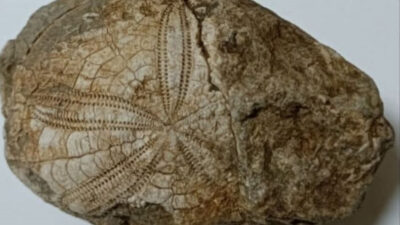 Denizli’nin Baklan ilçesinde doğa yürüyüşü sırasında bulunan deniz yıldızı fosili,