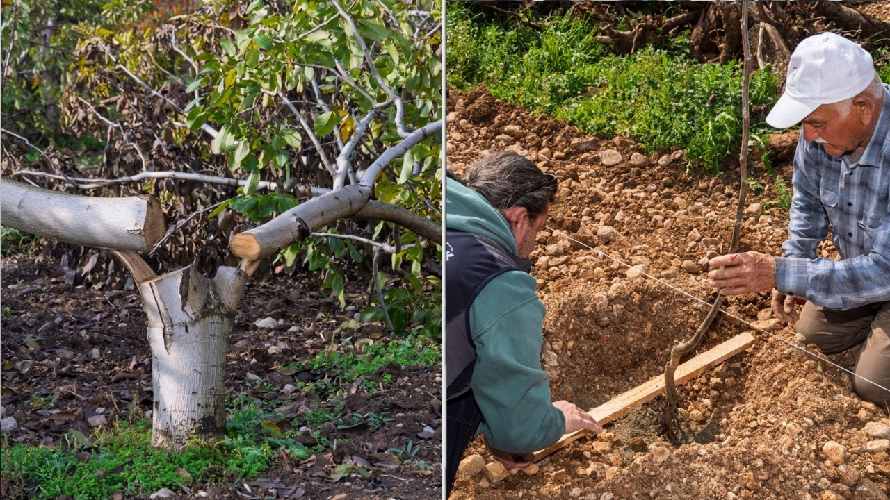 Kemalpaşa’da ceviz ağaçları kesilen 70 yaşındaki çiftçi Ahmet Kemal Kahya’nın