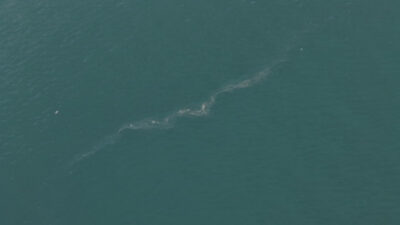 İzmir Büyükşehir Belediyesi’nin dron destekli rutin taramalarında, İzmir Körfezi’nde Karşıyaka