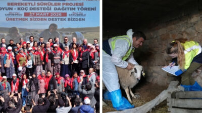 Denizli Büyükşehir Belediyesi’nin hayvancılığı desteklemek amacıyla hayata geçirdiği “Bereketli Sürüler