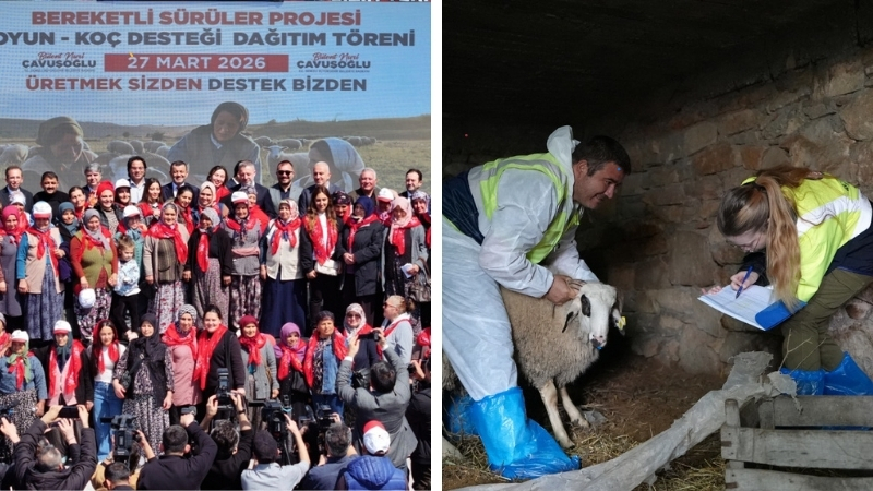 Denizli Büyükşehir Belediyesi’nin hayvancılığı desteklemek amacıyla hayata geçirdiği “Bereketli Sürüler