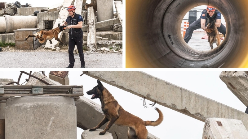 İzmir Büyükşehir Belediyesi İtfaiyesi K9 Birimi, yalnızca afetlere hazırlanmıyor; aynı