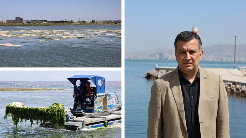 İzmir Körfezi’nde son günlerde yeniden ortaya çıkan deniz marulları, Büyükşehir