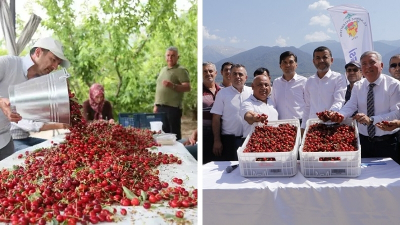 Denizli'nin kirazıyla ünlü Honaz ilçesinde üreticiler, yüksek rekolteye rağmen dibe