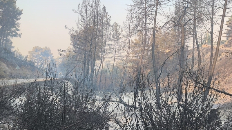 Muğla'nın Seydikemer ilçesinde 29 Temmuz Çarşamba günü başlayan dev orman