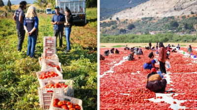 İzmir Büyükşehir Belediyesi, Torbalı’nın kuru domates üreticileri ve tarım işçilerini