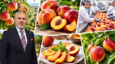 Türkiye’nin şeftali ve nektarin ihracatı 2026 yılının ocak – ağustos