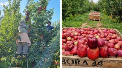 Türkiye’nin en önemli elma üretim merkezlerinden biri olan Denizli’nin Çivril