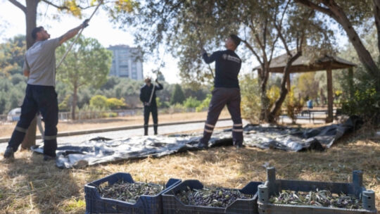 Bornova Belediyesi, ilçenin park ve rekreasyon alanlarında bulunan yüzlerce zeytin